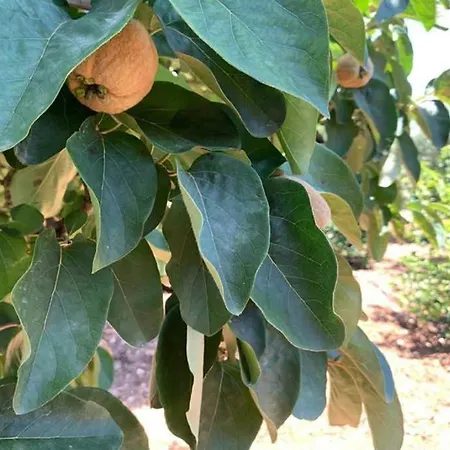 Tejoneras *