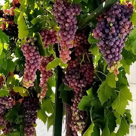 Tejoneras *